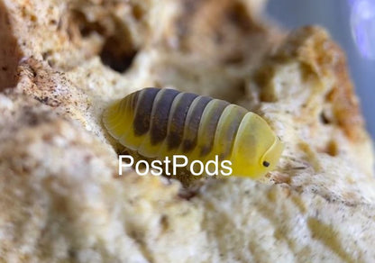 Jupiter isopod