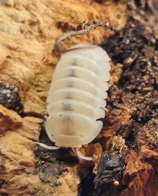 orcha isopods