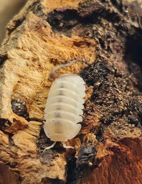 cubaris moby dick isopods