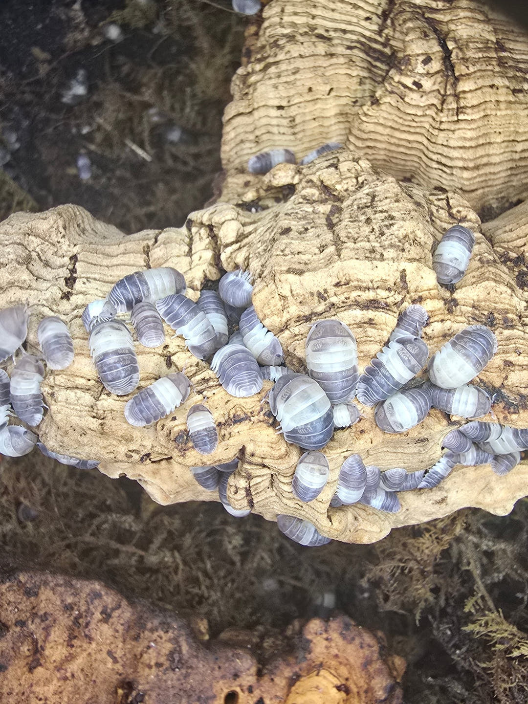 cubaris isopods for sale