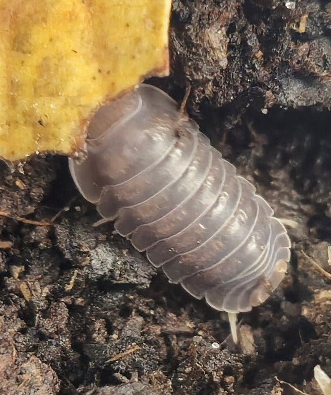 piggy isopods for sale