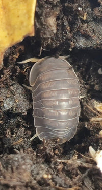 cubaris piggy isopods for sale