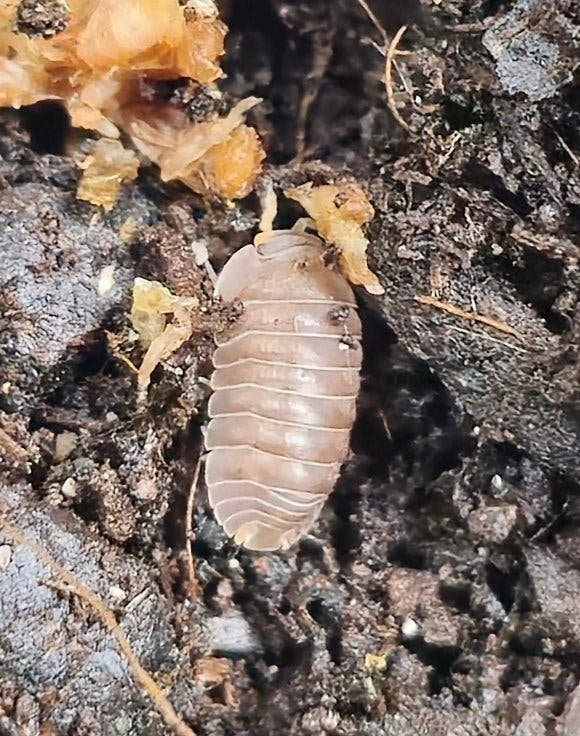 piggy isopods