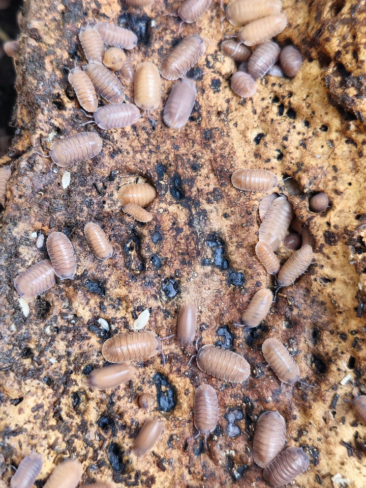Salmon isopods for sale