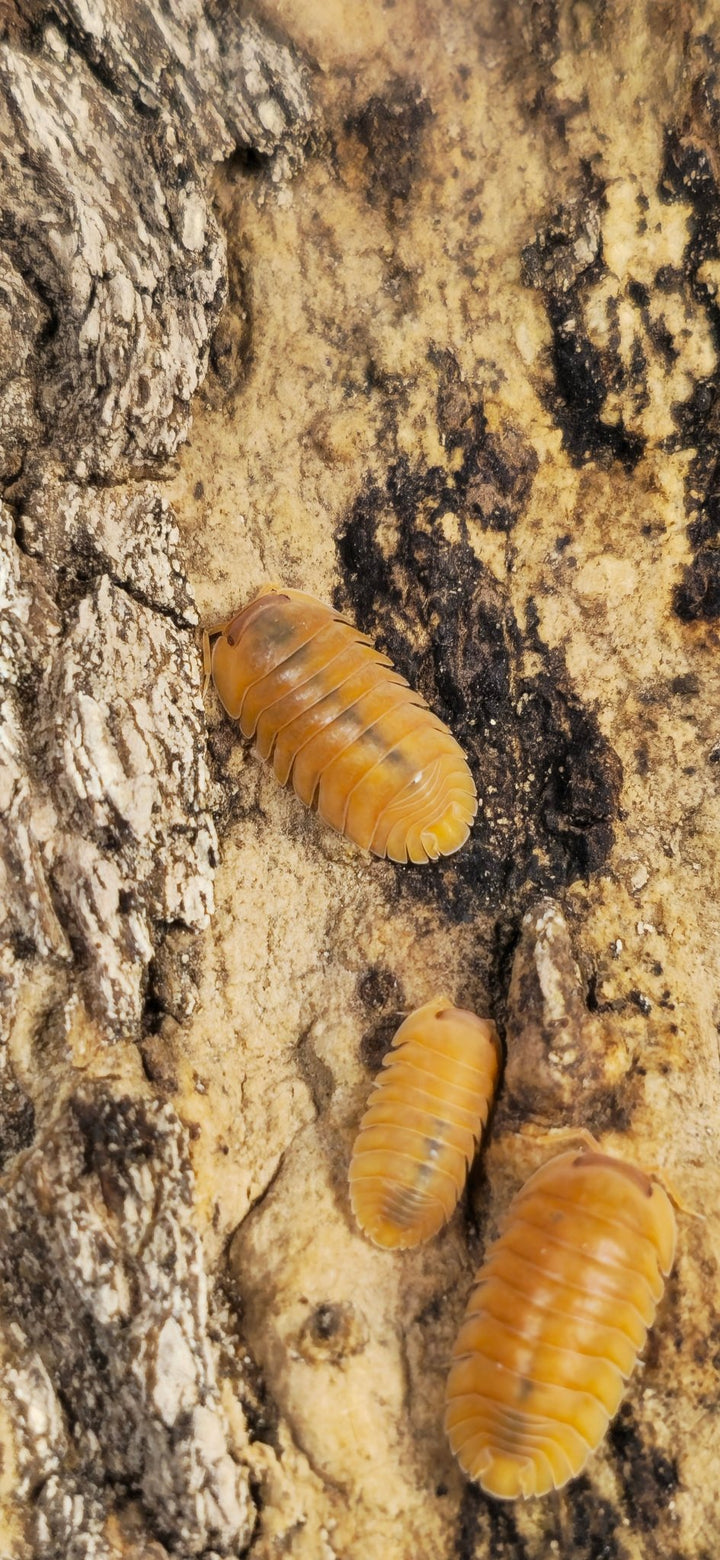 cubaris sp giant mandarin isopods