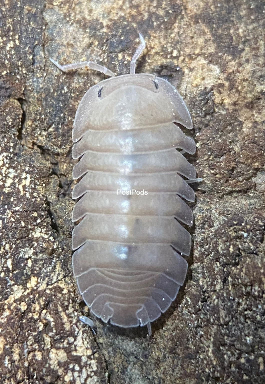 cubaris thai blue isopod