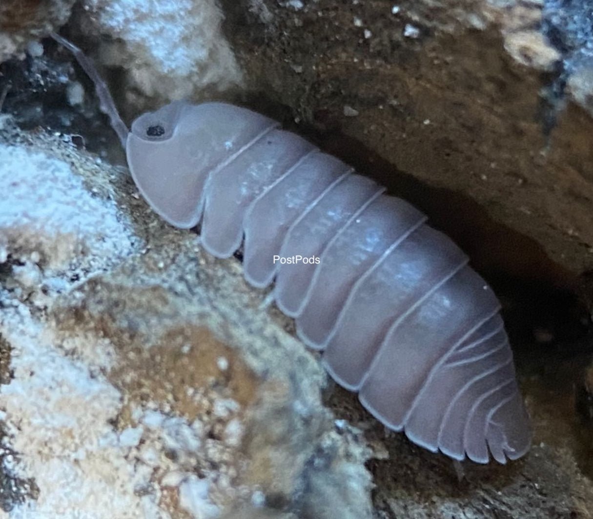 cubaris thai blue isopod