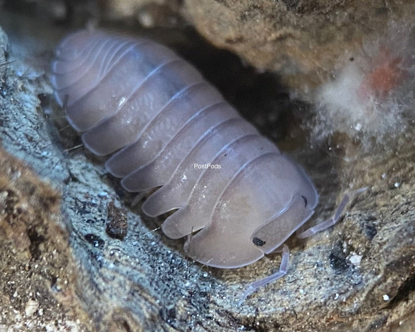 cubaris thai blue isopod