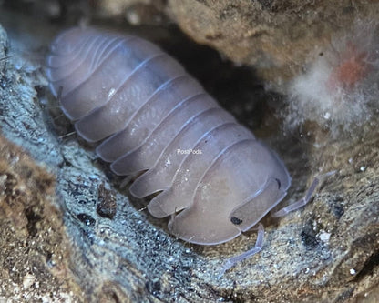 cubaris thai blue isopod