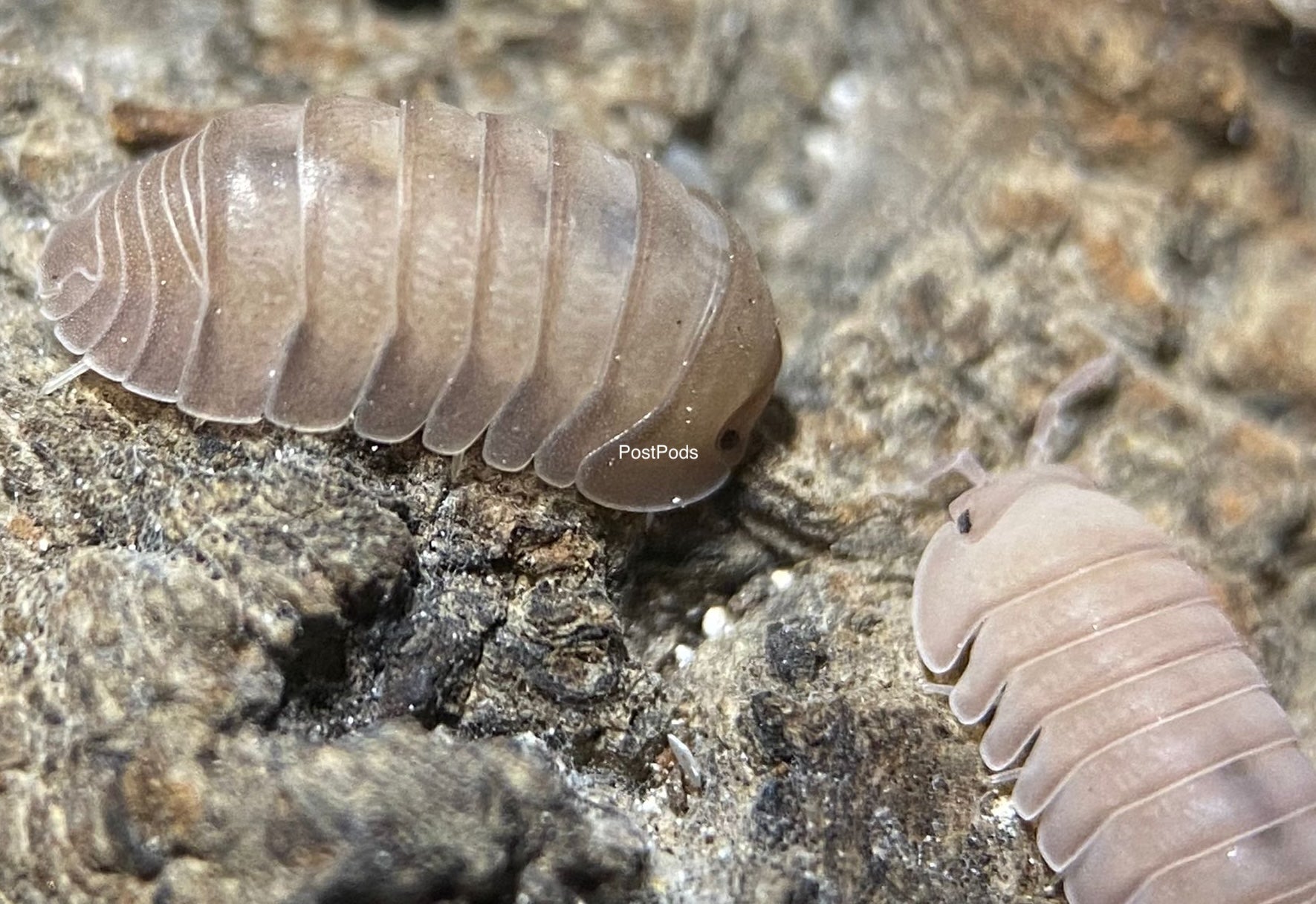 cubaris thai blue isopods