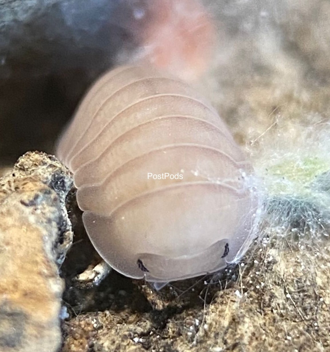 cubaris thai blue isopod