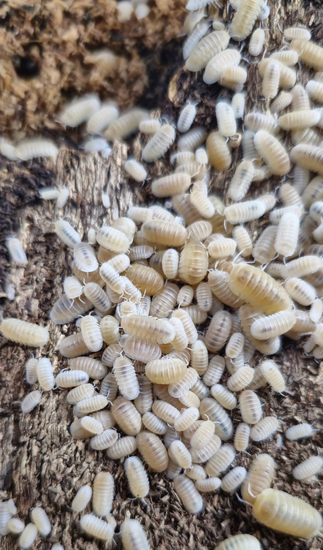 A dense mass of small cream-white Murina Glacier isopods covering bark, mostly pale ivory with a few more golden individuals.