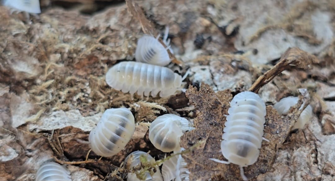 cubaris white panda king isopods