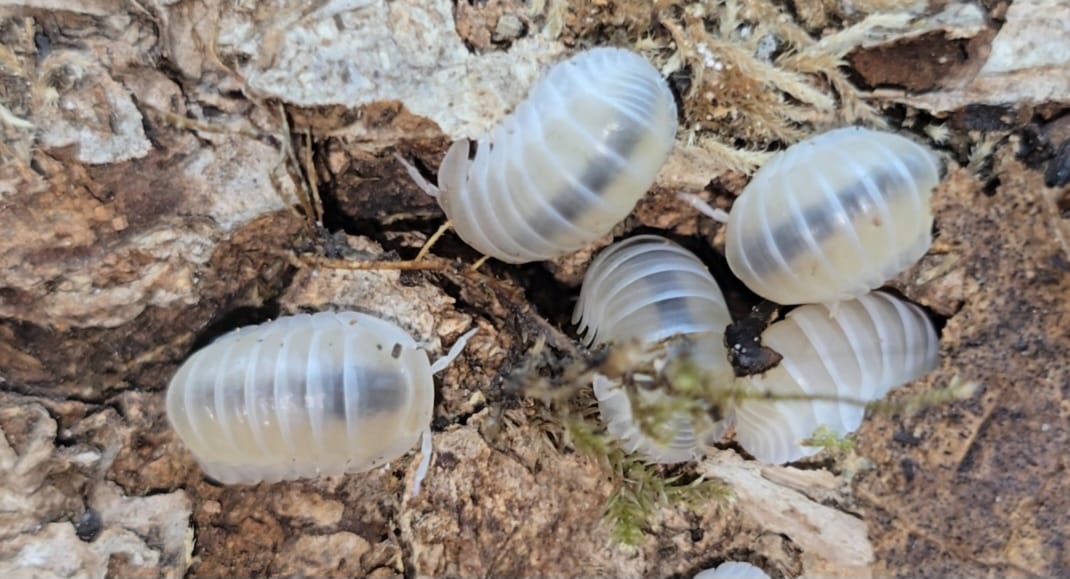 cubaris white panda king isopods