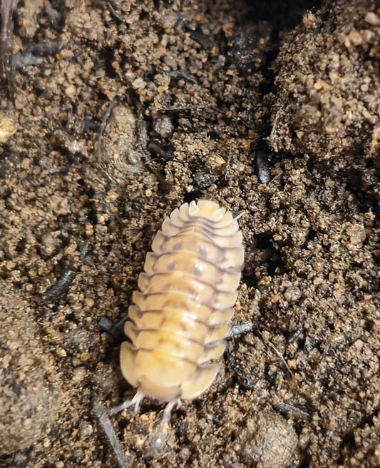 cubaris yellow tiger isopod