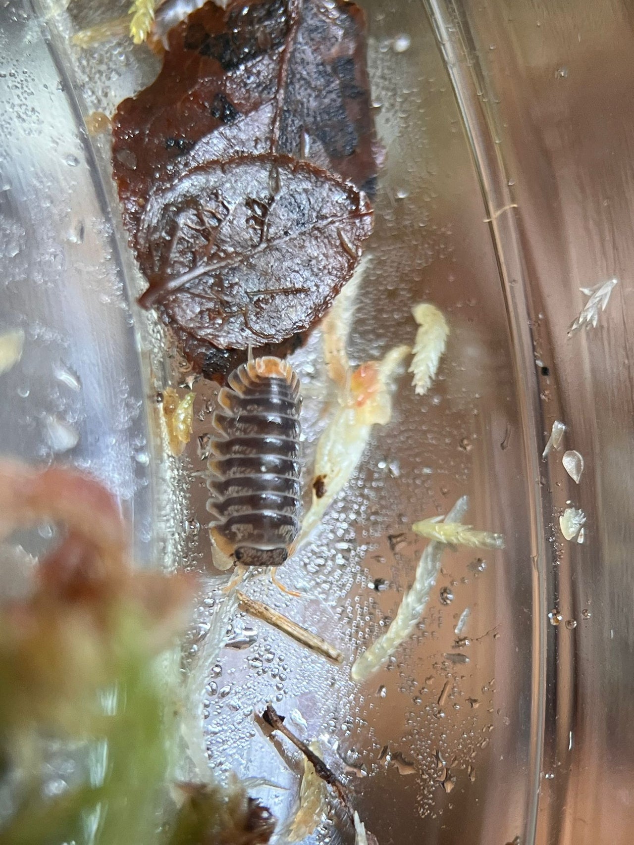 miyako isopods cubaris