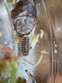 miyako isopods cubaris