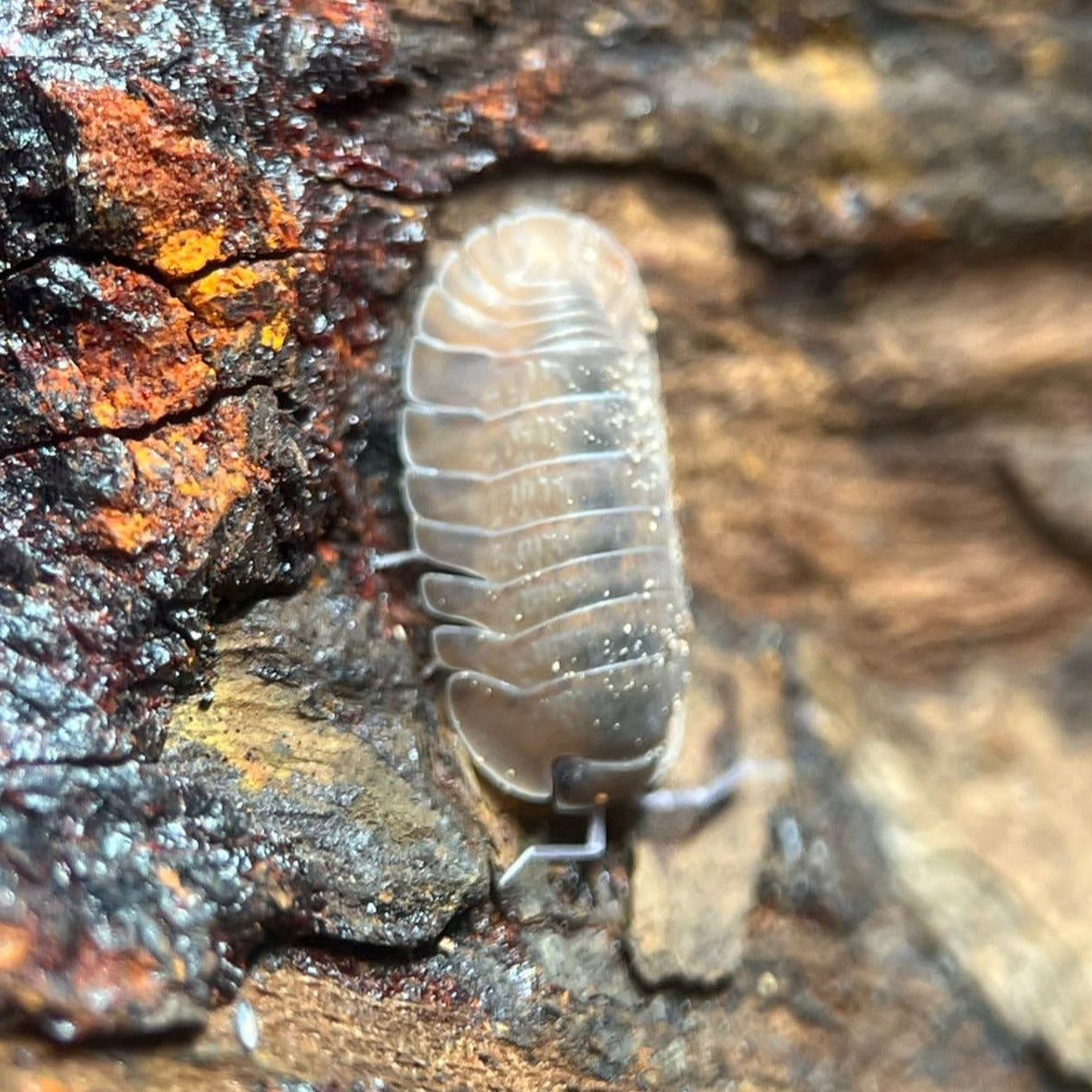 cubaris salmon isopods