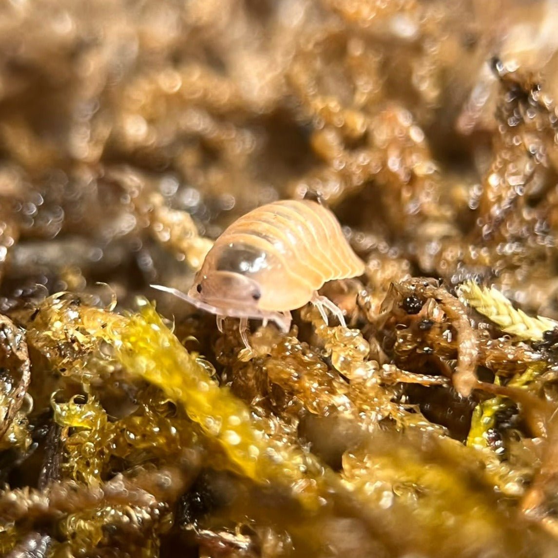 salmon isopods