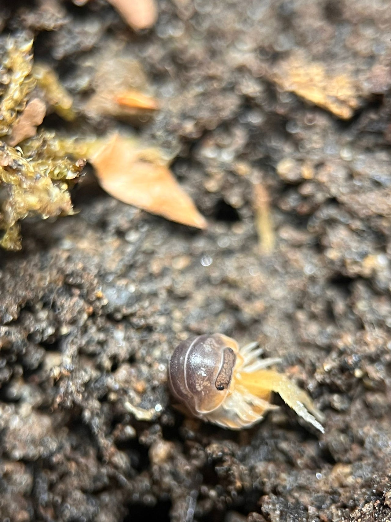 miyako isopods cubaris