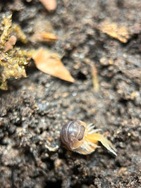 miyako isopods cubaris