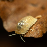 cubaris isopods for sale