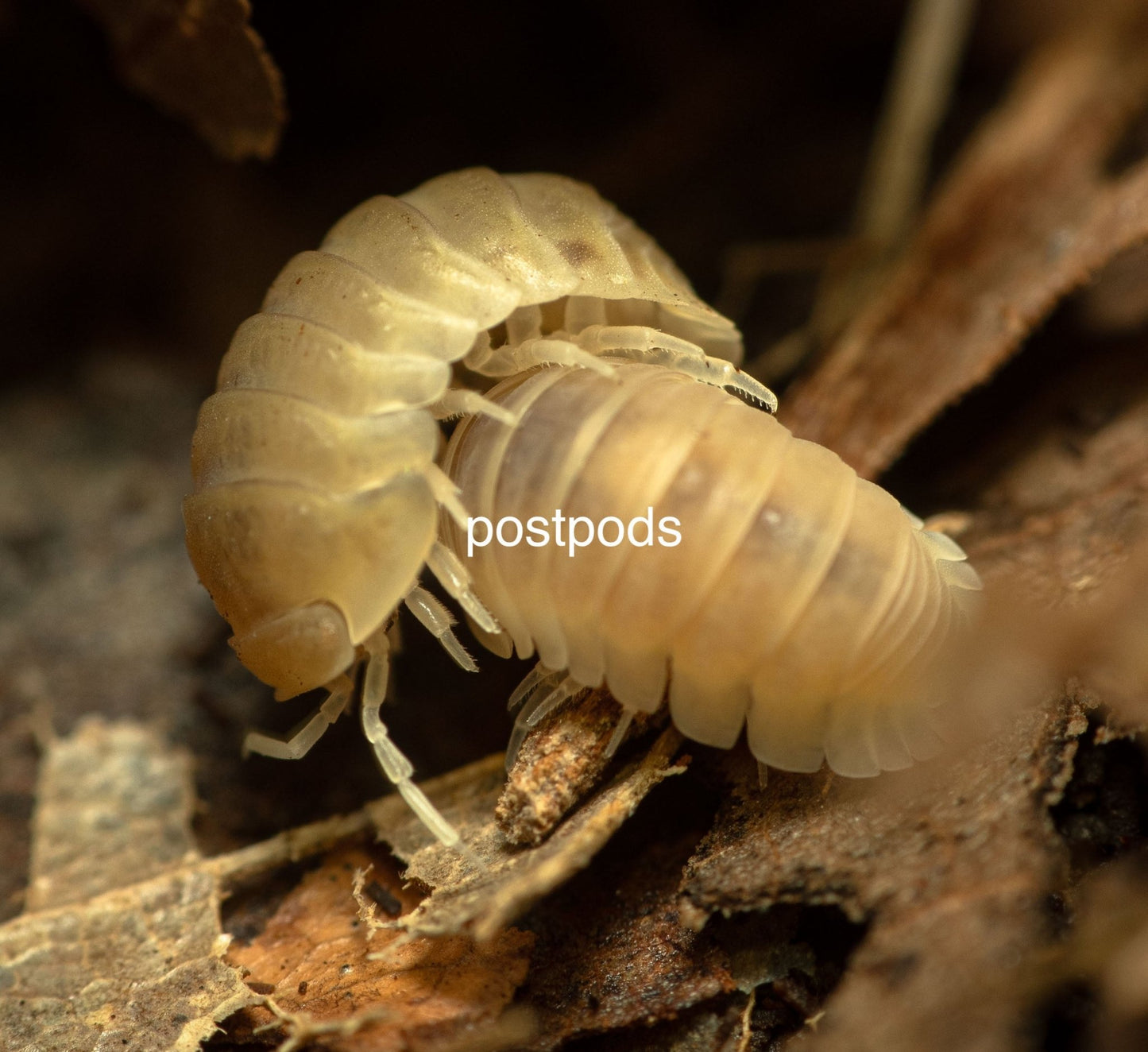 cubaris murina glacier isopods