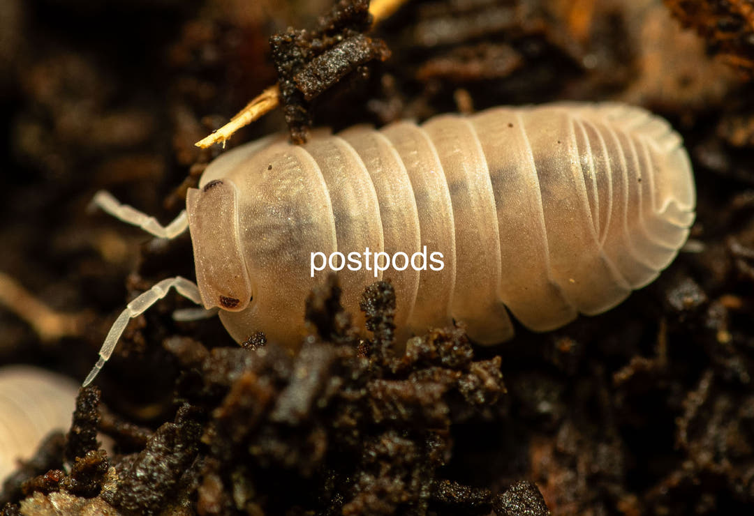 A pale cream Marina Papaya isopod with faint grey banding, on dark crumbly substrate.