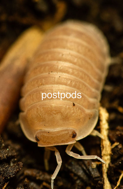 murina papaya isopods