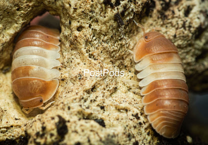 cubaris red panda king isopods