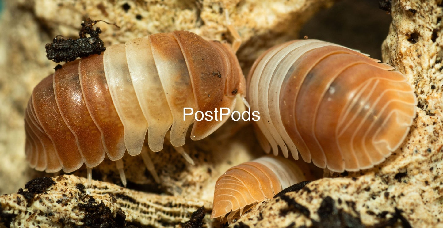 cubaris isopods for sale