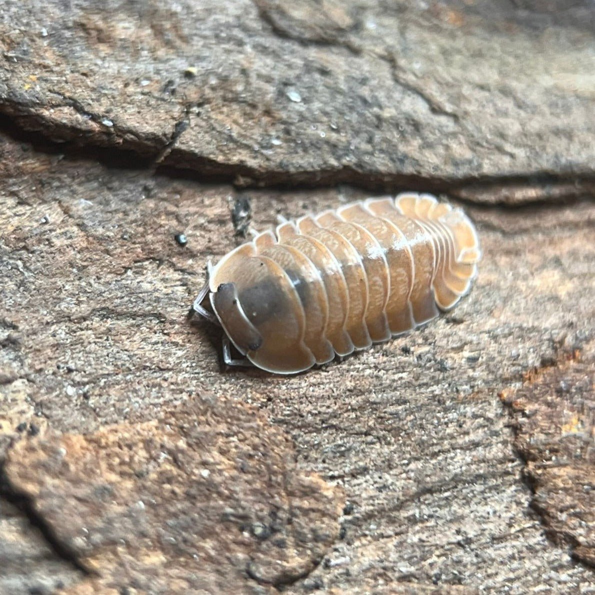 salmon isopods