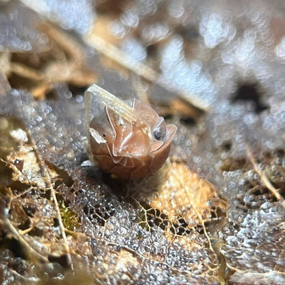 cubaris salmon isopod