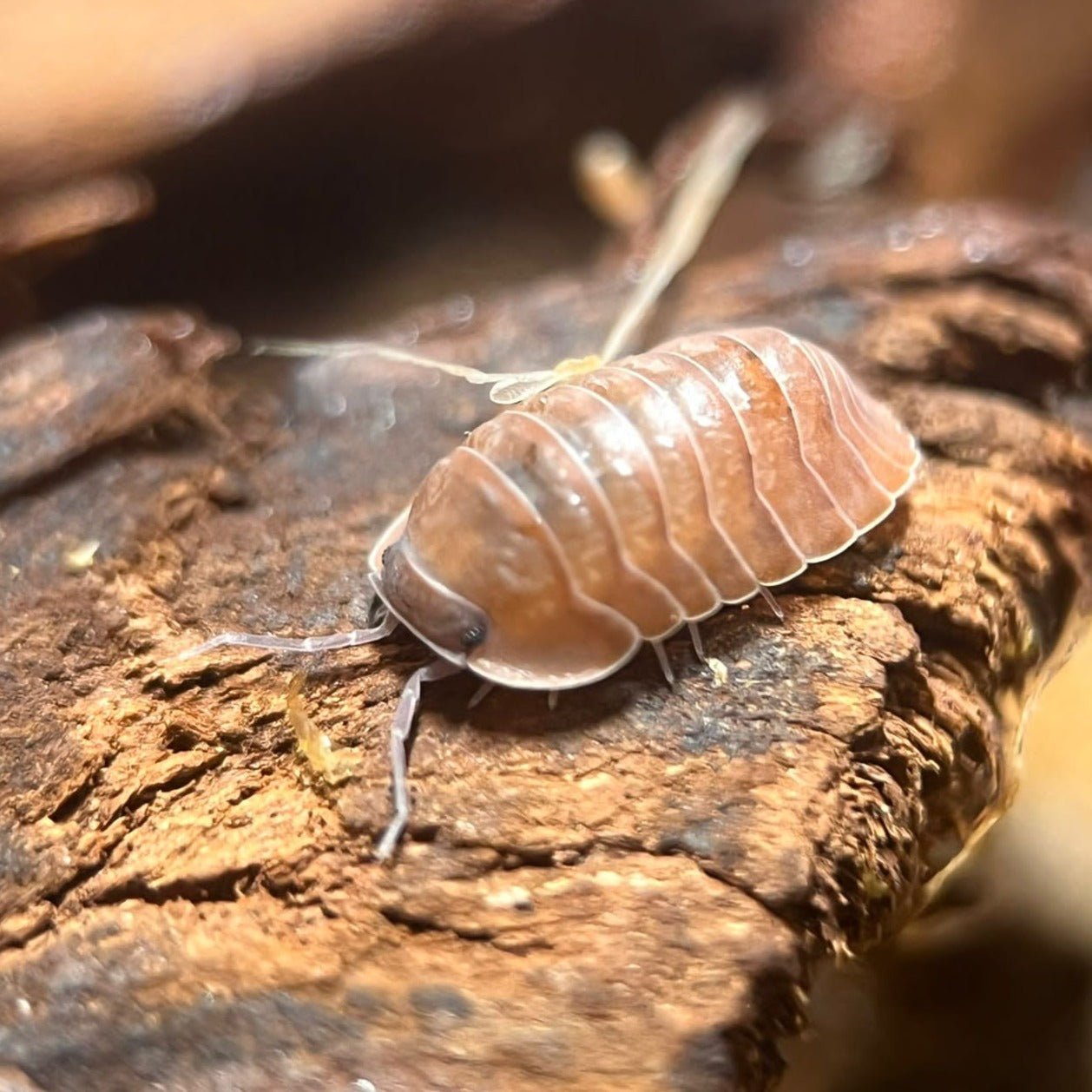 cubaris salmon isopods