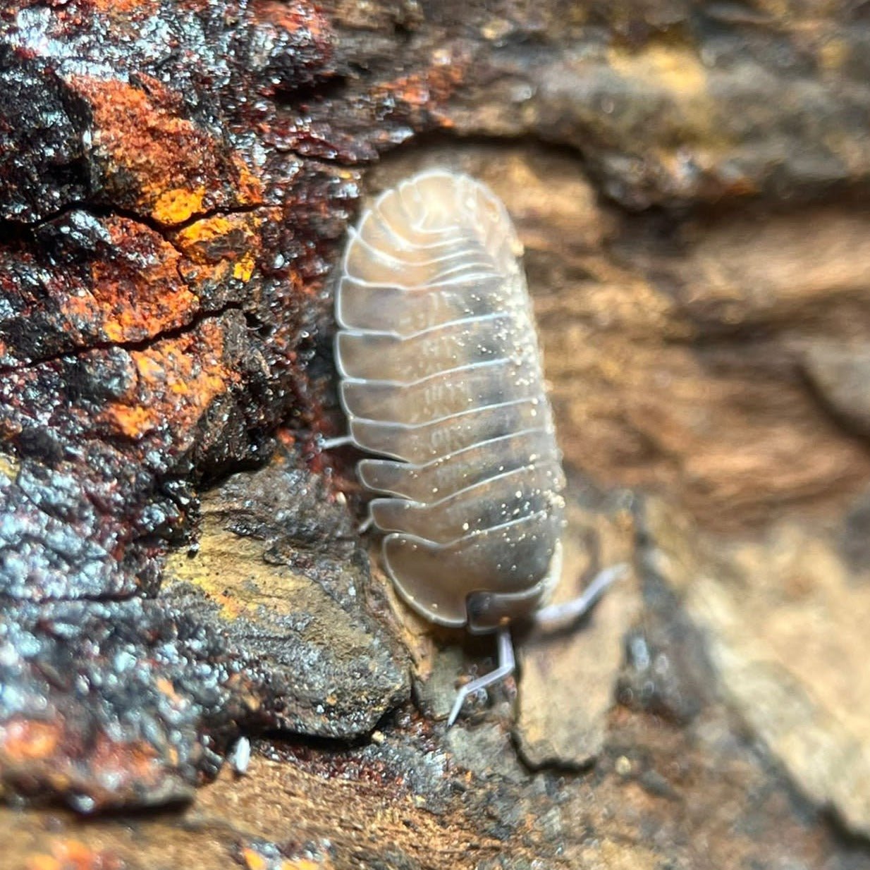 salmon isopods cubaris