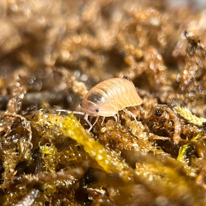 cubaris salmon isopods