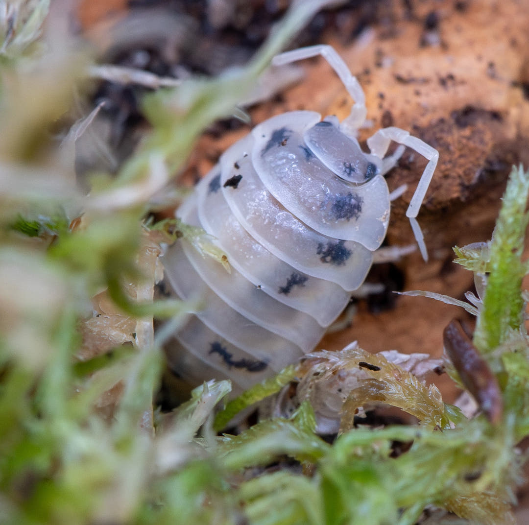 Close-up of a pill bug on a natural background with green  welsh moss and brown soil.