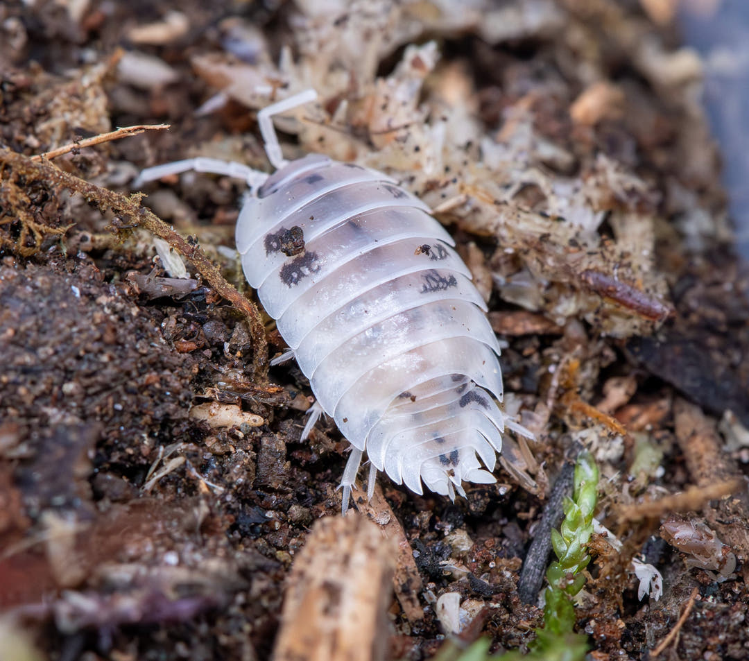 Dairy Cow isopod, Porcellio laevis, on a soil surface, showing the smooth glossy shell