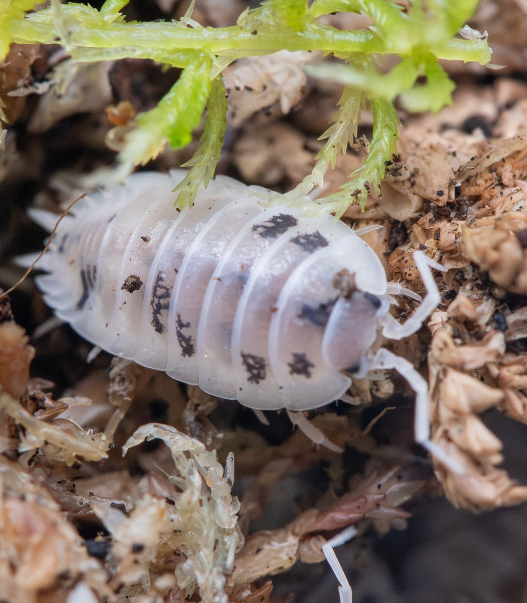 Dairy Cow isopods, the black and white morph of Porcellio laevis