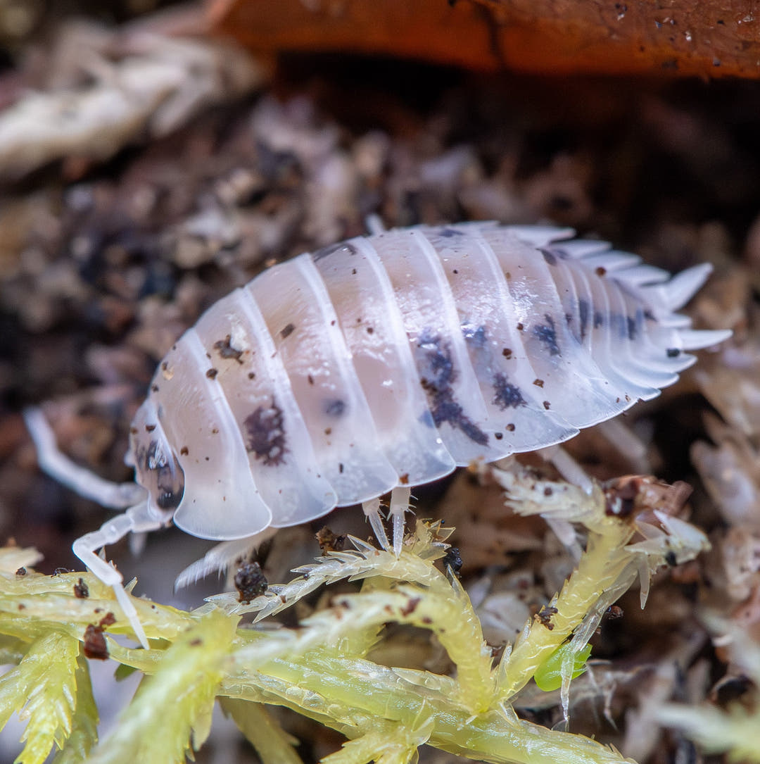 Dairy Cow isopod, Porcellio laevis, close-up, marked in bold black and white patches