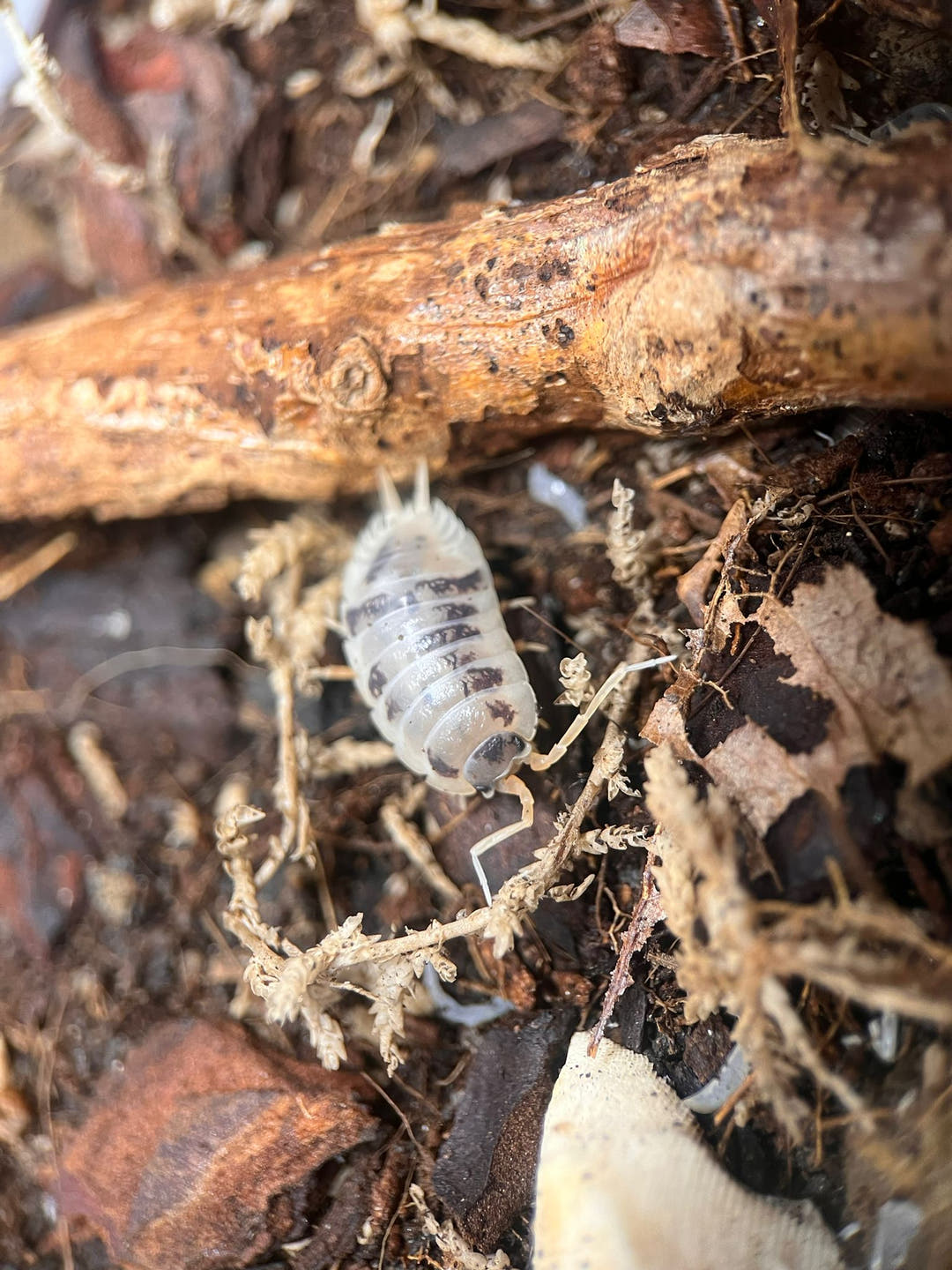 Dairy cow isopod
