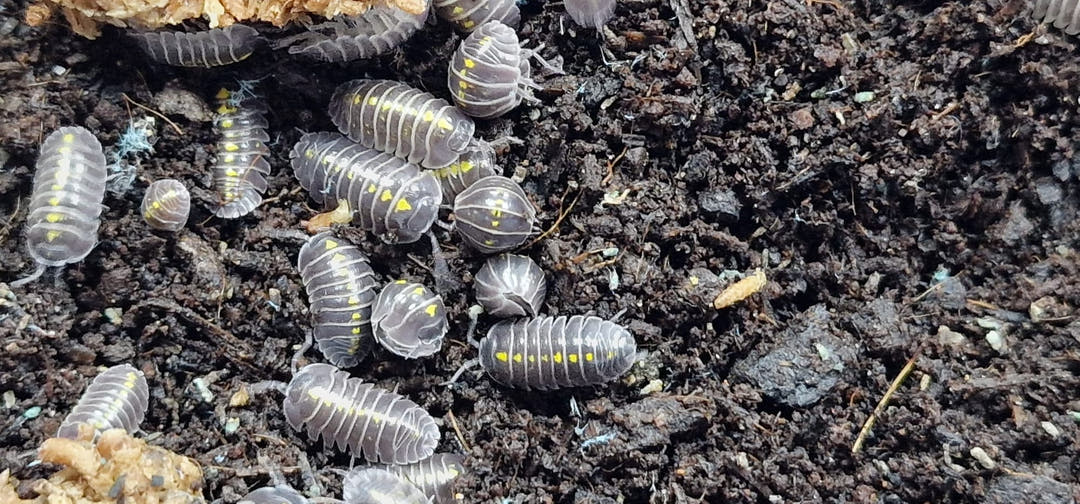 Many grey Darth Vader isopods with yellow spots down their backs, scattered over dark soil.