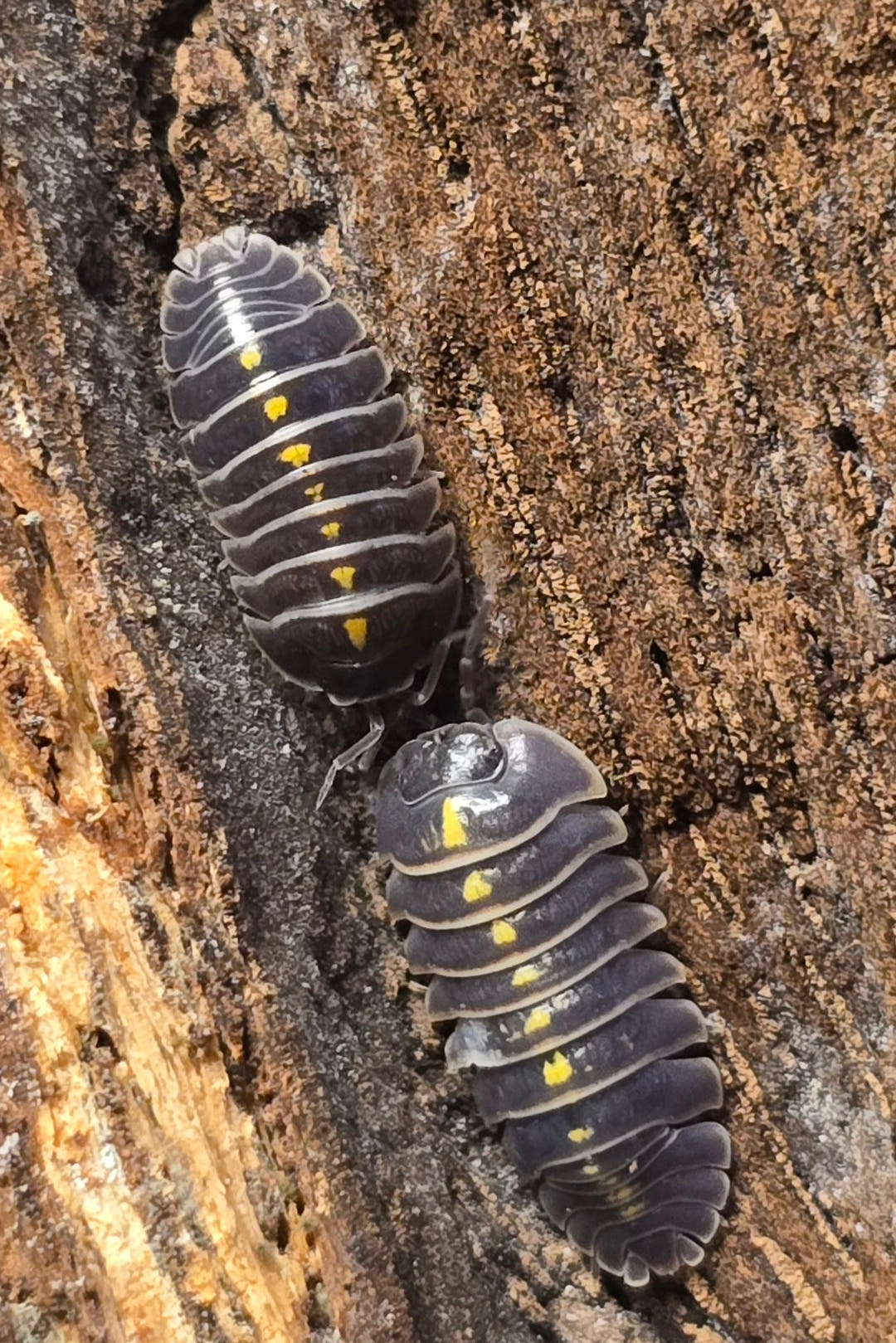 Two near-black Darth Vader isopods with a line of yellow spots down each back, on brown bark.