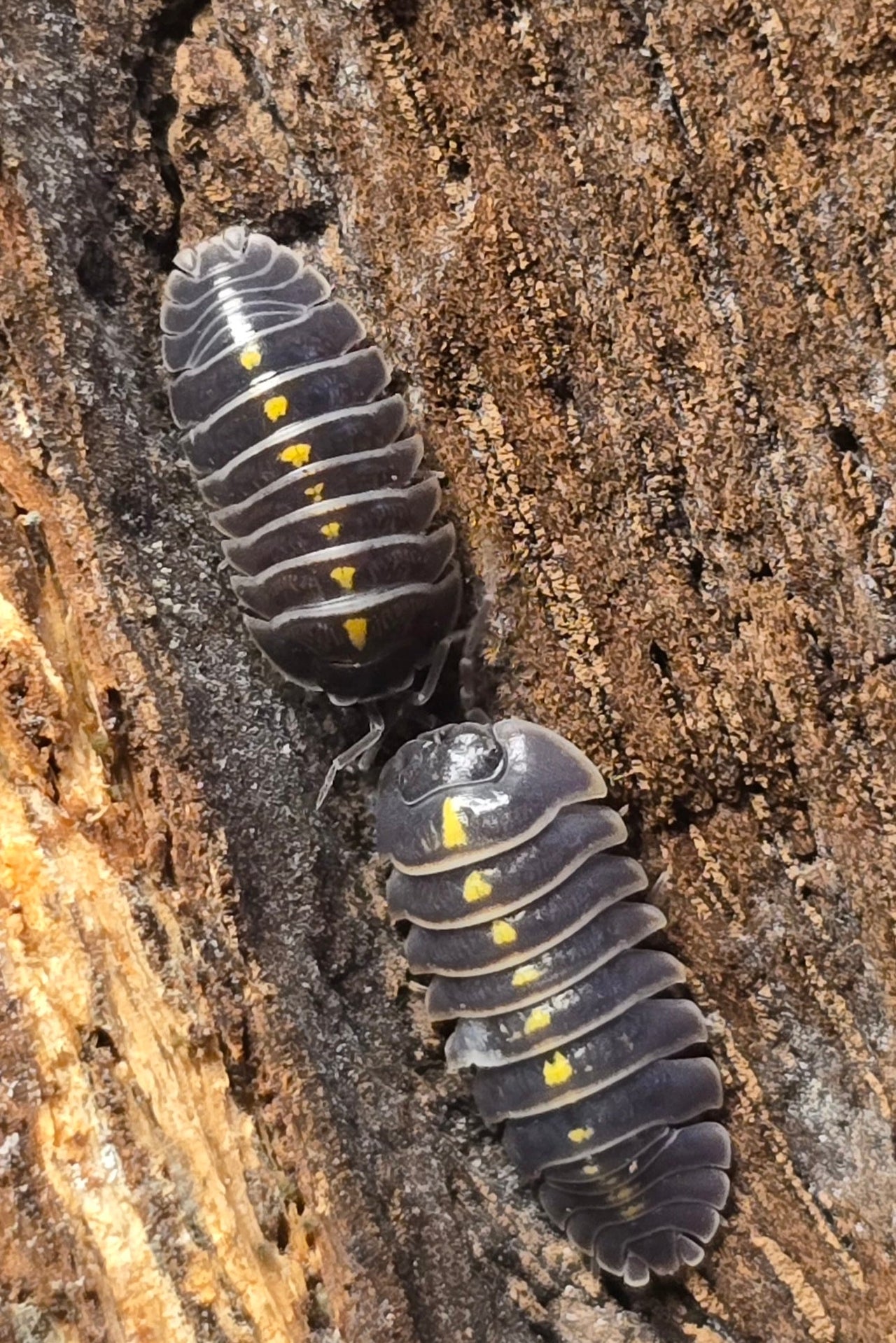 Darth Vader Isopods (Armadillidium Germanicum)