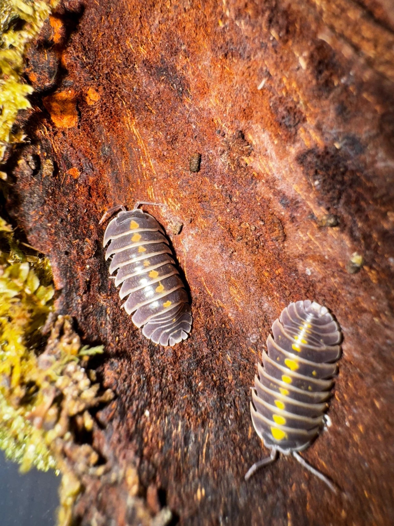 Darth Vader Isopods (Armadillidium Germanicum)