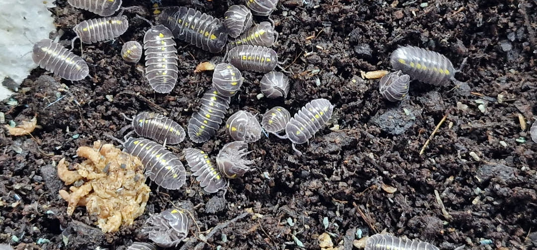 Yellow-spotted Darth Vader isopods spread over dark soil, with pale crumbly food at the lower left.