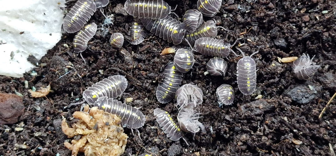 A group of yellow-spotted Darth Vader isopods on dark soil beside a lump of pale yellow food.