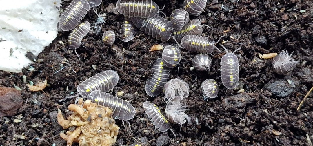 Darth Vader Isopods (Armadillidium Germanicum) - Isopods For Sale UK | PostPods