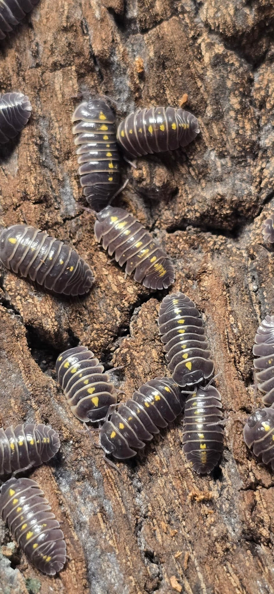 Many dark grey Darth Vader isopods, each with yellow spots down the back, spread over brown bark.