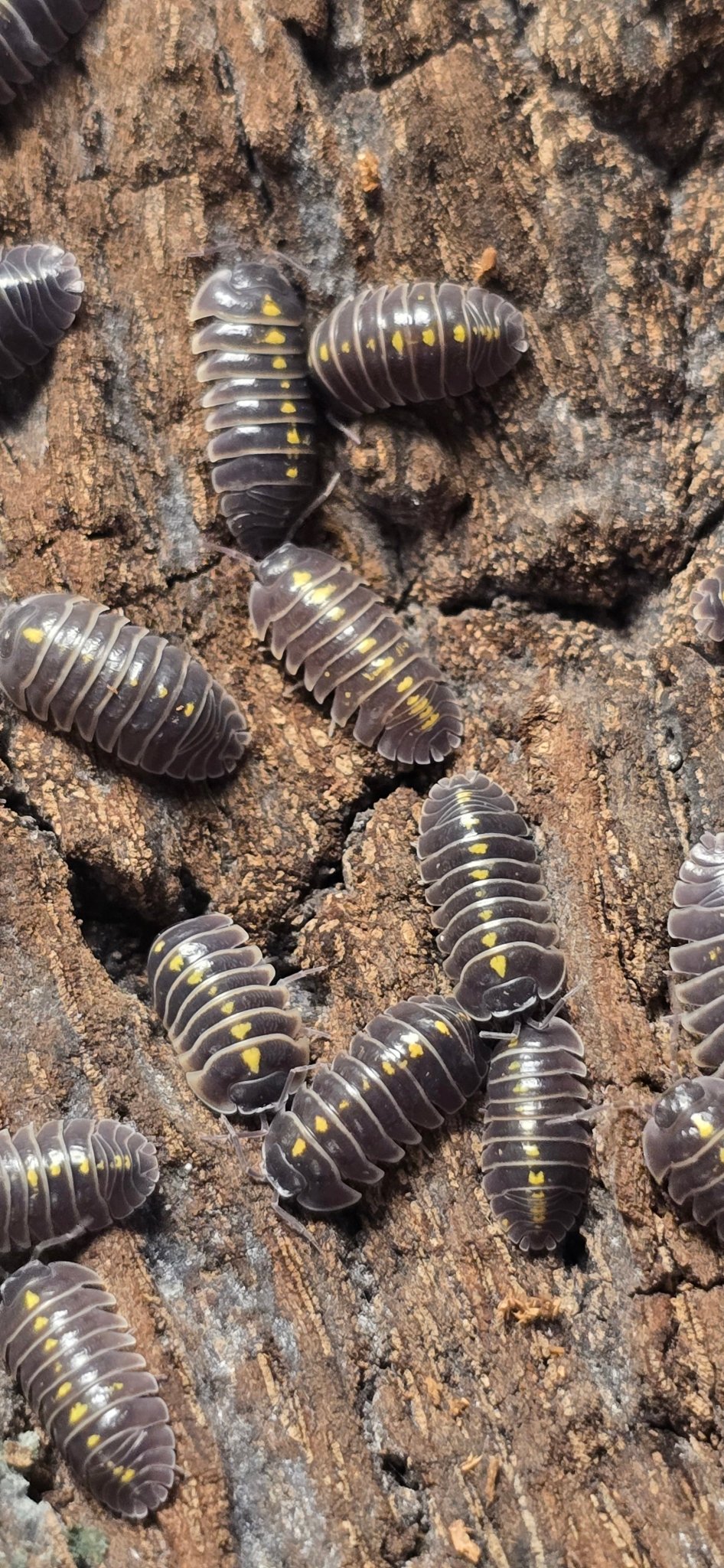 Darth Vader Isopods (Armadillidium Germanicum)